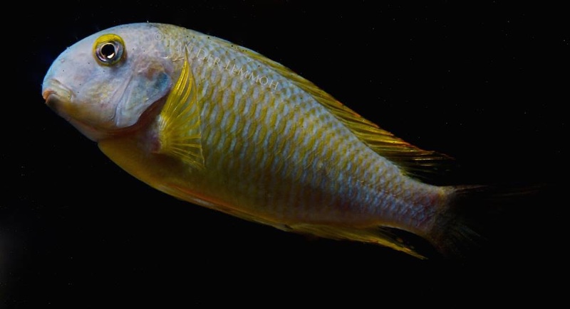 Tropheus sp. 'lukuga' Kalemie